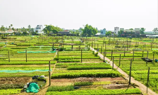 Khám phá làng rau truyền thống 400 tuổi tại Việt Nam