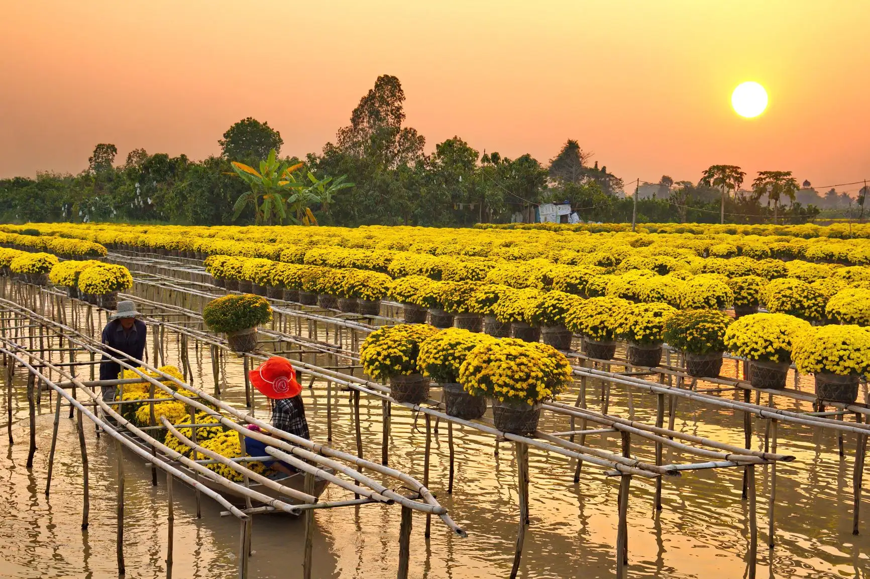Đồng Tháp tăng trưởng du lịch nhờ nghề trồng hoa Đồng Tháp tăng trưởng du lịch nhờ nghề trồng hoa