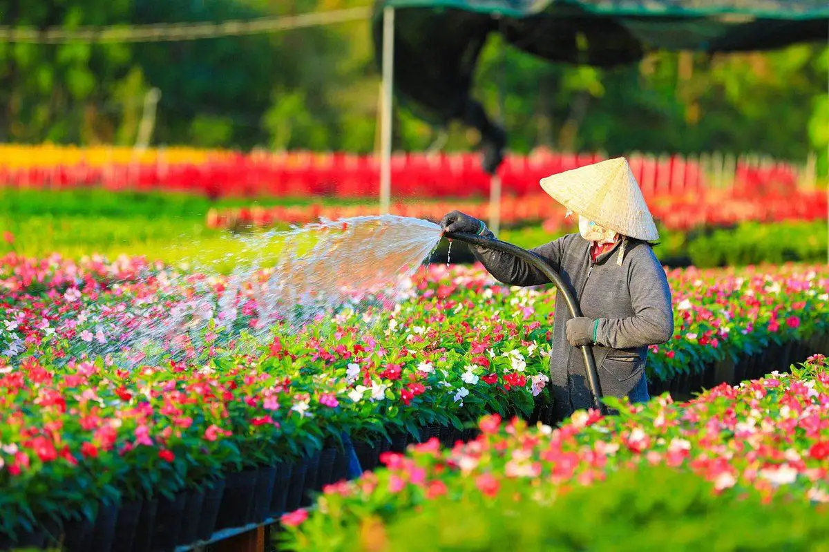 Đồng Tháp tăng trưởng du lịch nhờ nghề trồng hoa Đồng Tháp tăng trưởng du lịch nhờ nghề trồng hoa