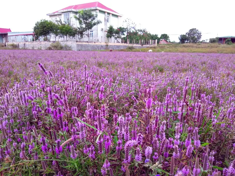Chư Pưh - Gia Lai: Khám phá vùng đất mộc mạc Chư Pưh – Gia Lai: Khám phá vùng đất mộc mạc
