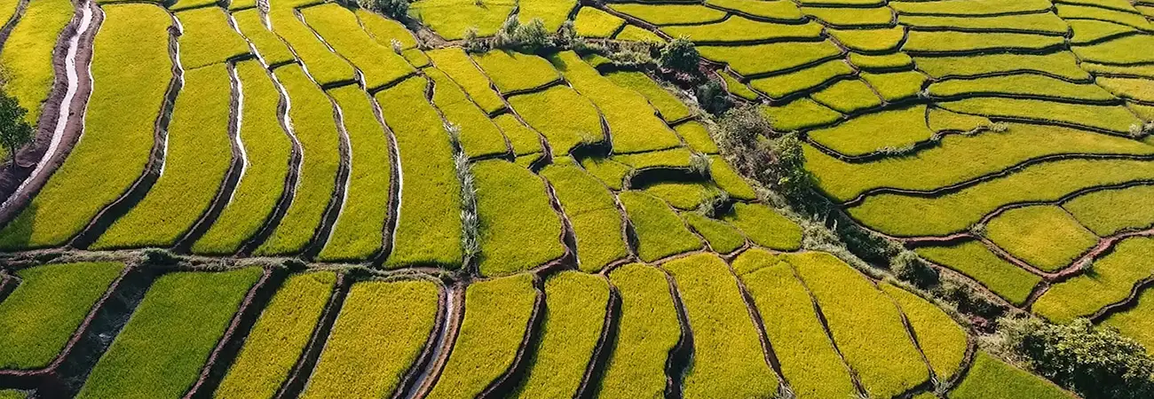 Ruộng bậc thang Buôn Ma Giai – Gia Lai dưới chân núi Ơi Phí