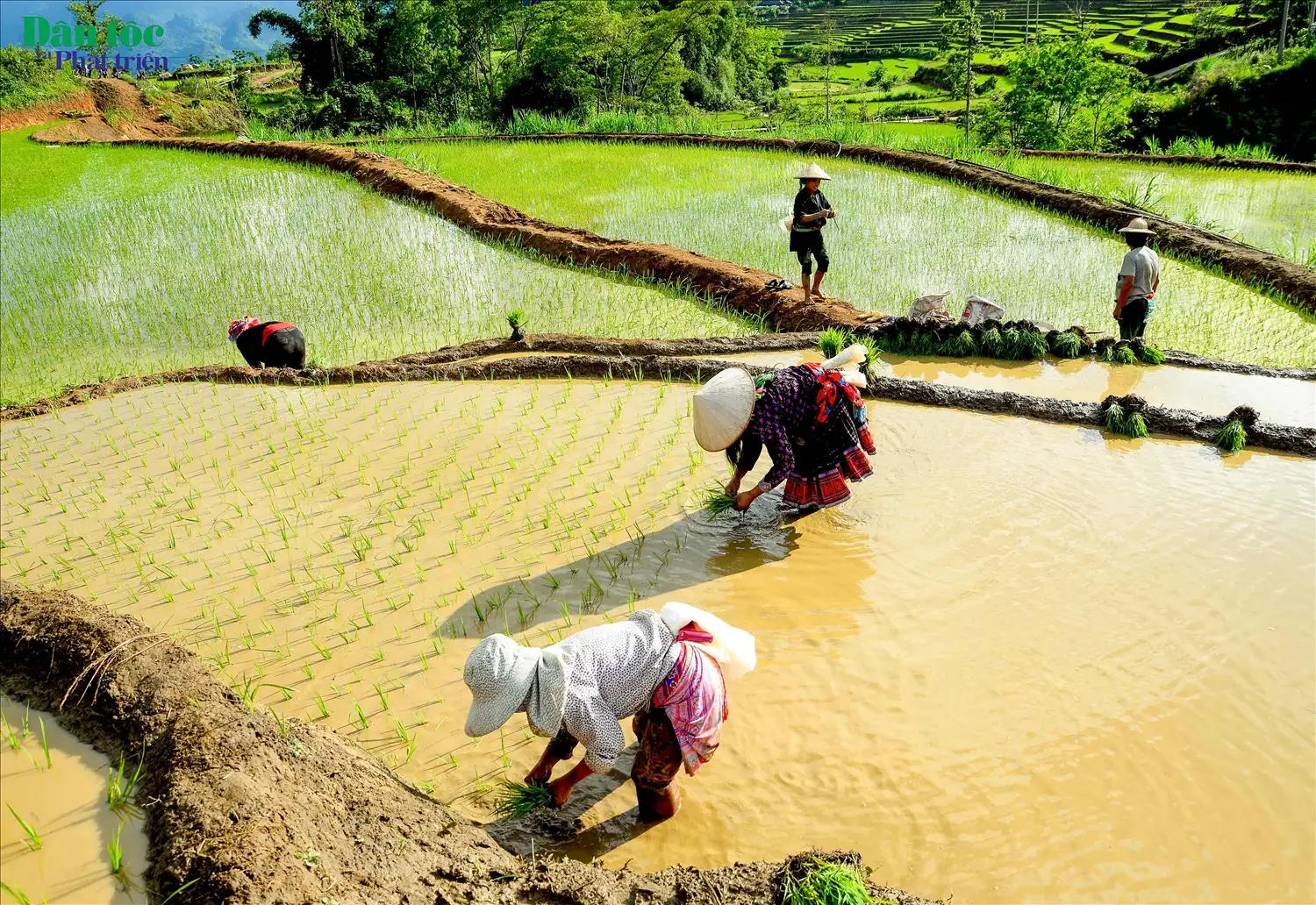 Ruộng bậc thang Buôn Ma Giai - Gia Lai dưới chân núi Ơi Phí Ruộng bậc thang Buôn Ma Giai – Gia Lai dưới chân núi Ơi Phí